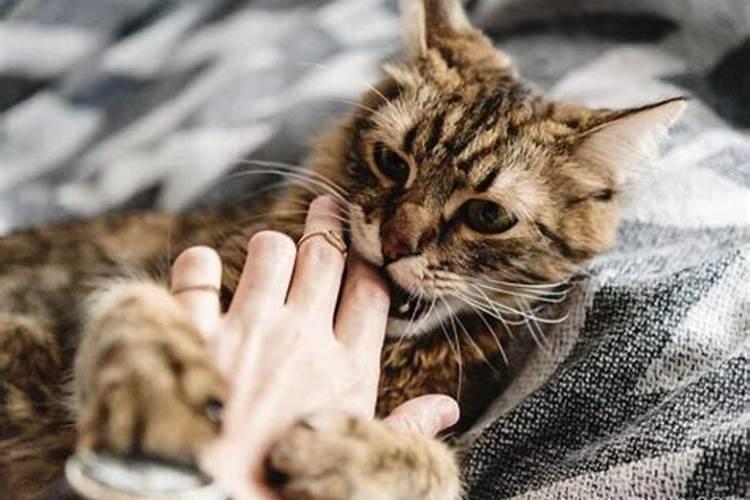 梦到猫咬手不松口什么意思