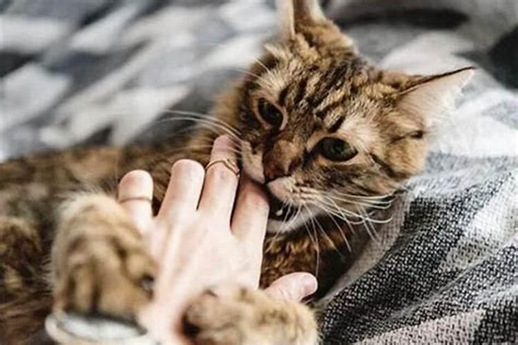 梦到被猫咬手不放是什么意思