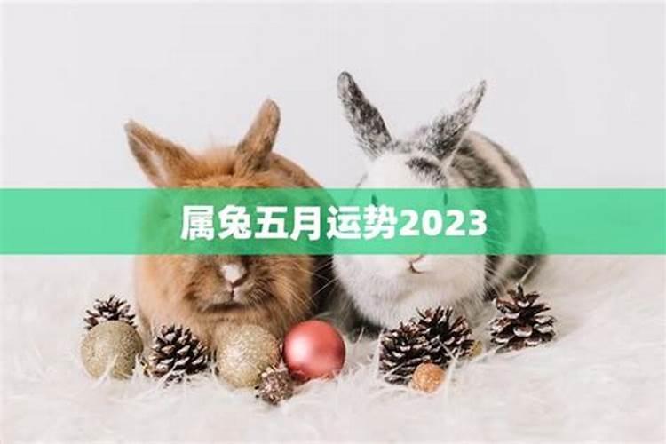 63年的兔2025年的运势怎么样