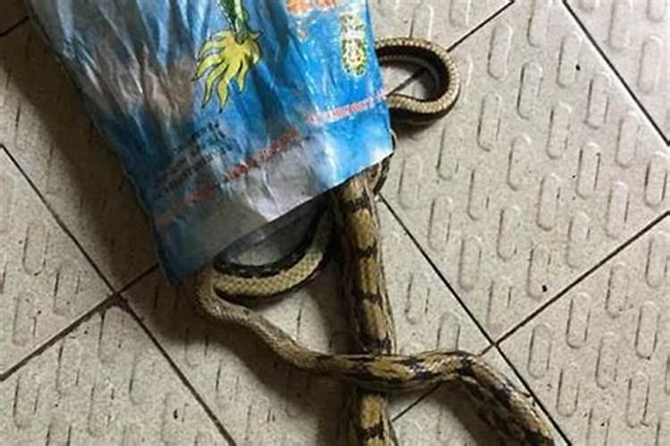 蛇在家门口有哪些预兆 蛇在家门口什么预兆