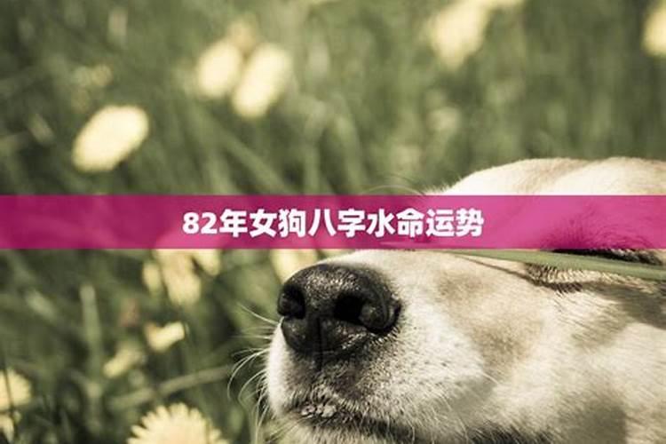1995年属猪2025年运势