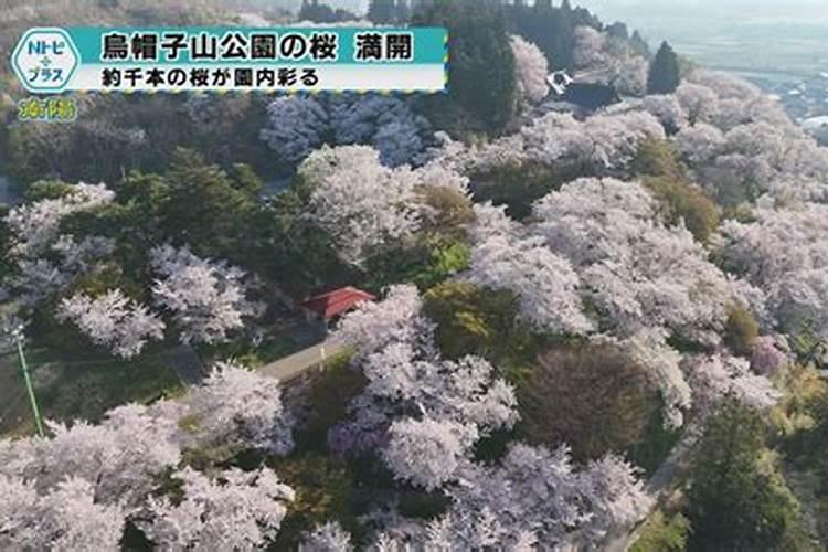2025年十二生肖每月运势详解