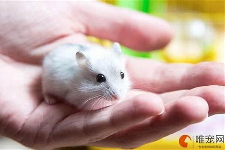 梦到爸爸出轨代表什么意思？