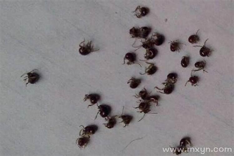 梦见一种奇怪的虫子咬了自己