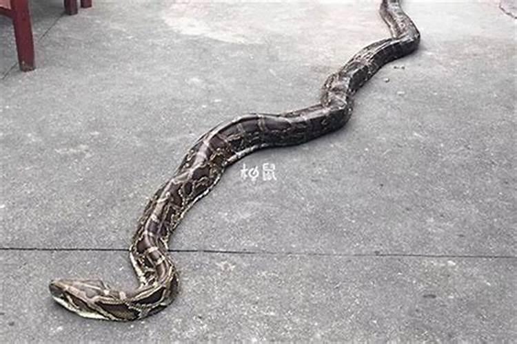 梦见大蛇吃人代表什么 梦见大蛇吃人代表什么意思