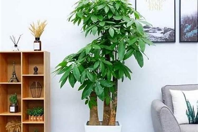 床头放什么花最旺运风水