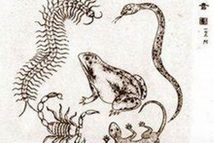 端午节五毒是哪五个