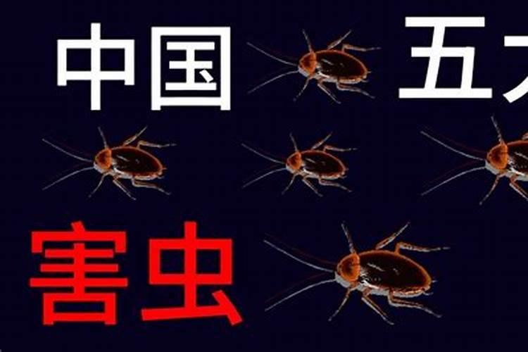 五毒到底是什么