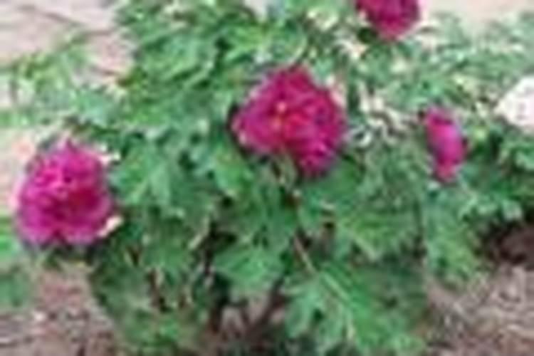 阳历有哪些节