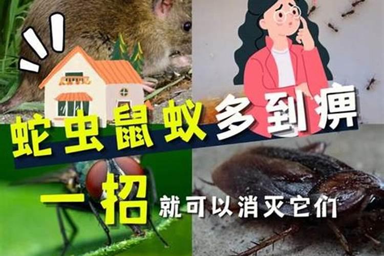 属兔2023如何化解太岁