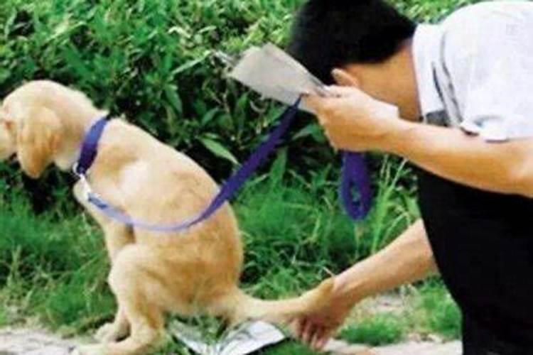2025年属狗人全年运势