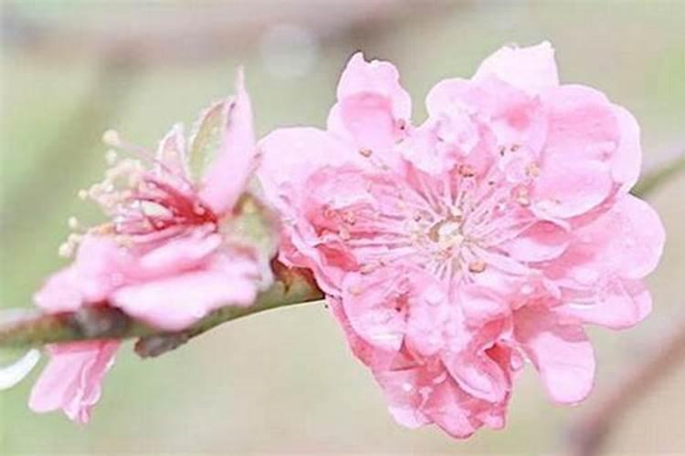 什么命是最旺的