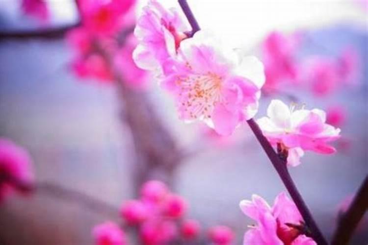斩桃花法事真的有那么厉害吗？能斩掉对方桃花？