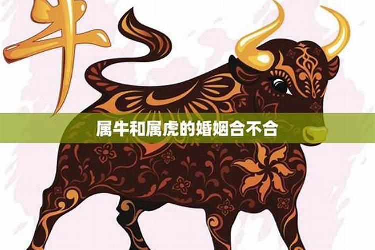 男属虎女属牛结婚结局 能携手一生吗？