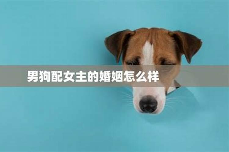 属狗女和属狗男相配吗(八字很合)