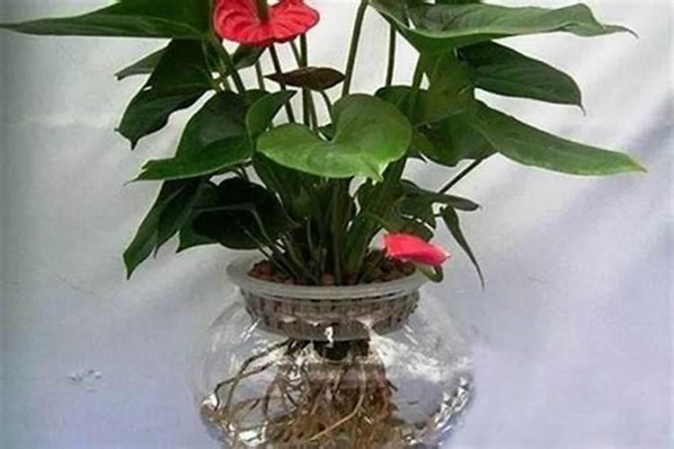 什么植物转运最旺运气