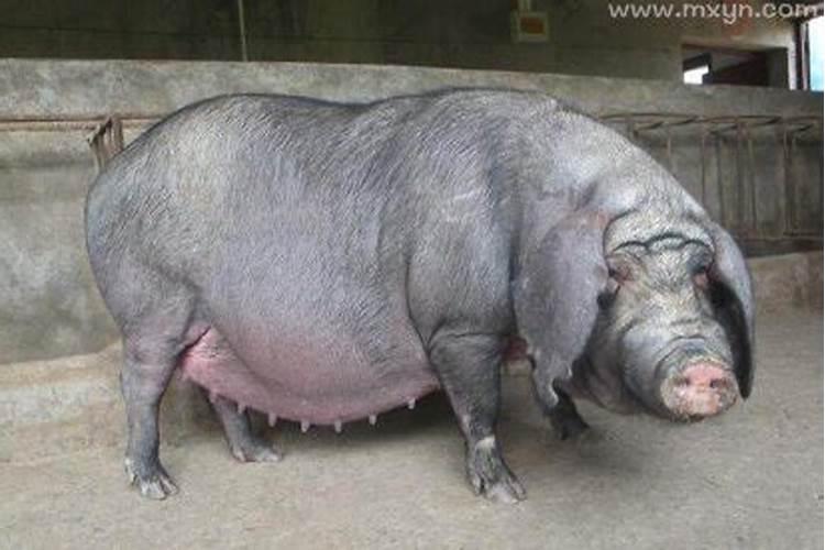 孕妇梦见小牛犊和小猪仔,有什么说法吗？