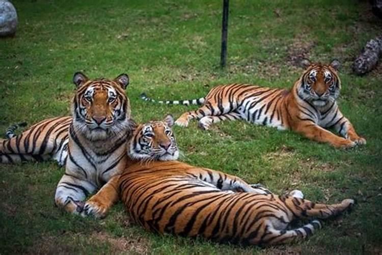梦见好几只老虎？