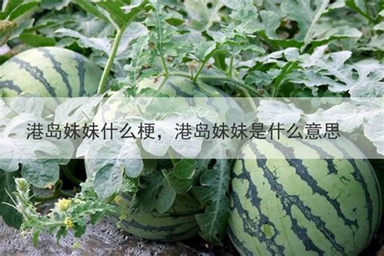 大木林是什么梗？
