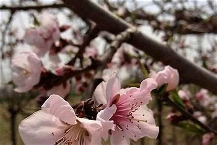 本命年的桃花都是烂桃花吗如何避开烂桃花呢？