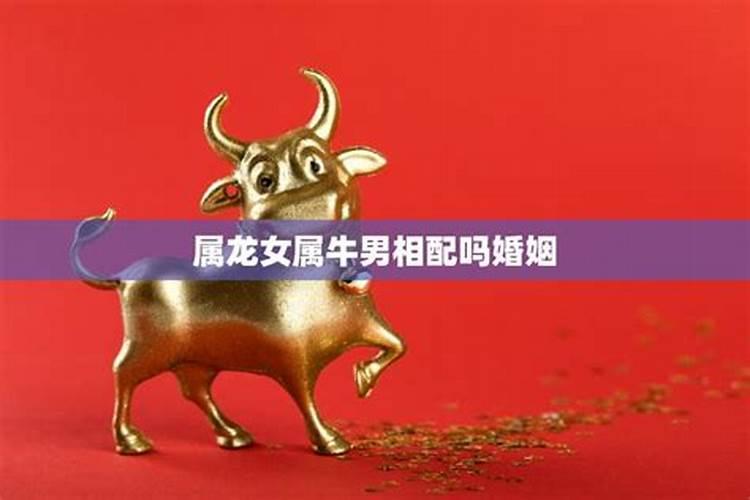属牛男属龙女是正缘
