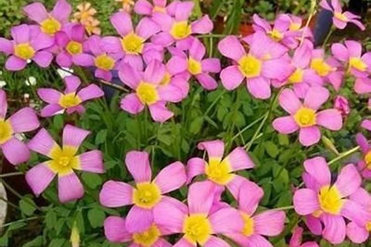 什么花代表好运？