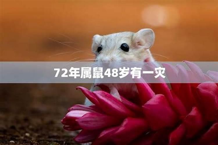 1972属鼠人2025年全年运势运程