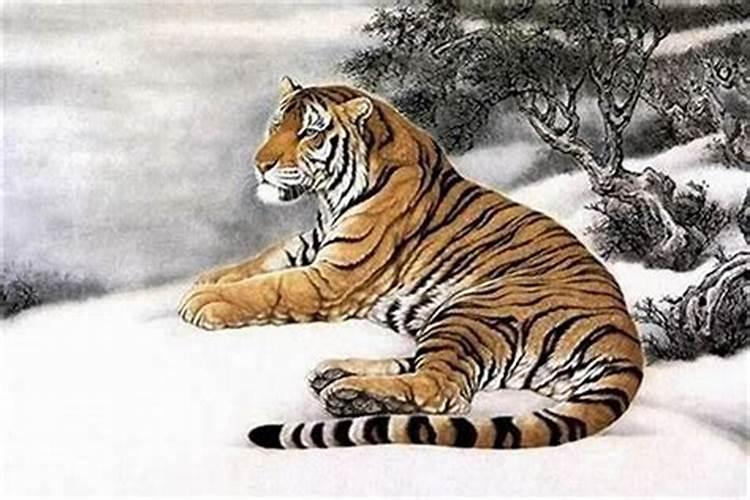 属虎最有福的出生日子