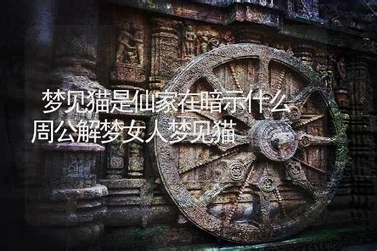 梦见被猫咬手不松口是什么预兆