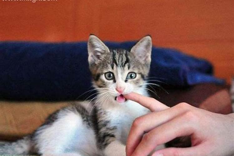 梦见被猫咬住不松口是什么预示