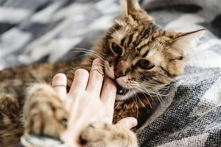 梦见被猫咬手不松口是什么预兆