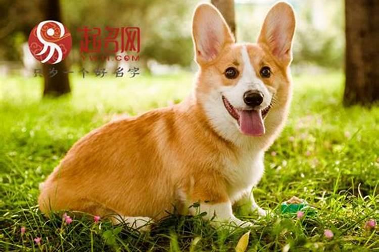 梦见家里死去的姥姥又活了的预兆