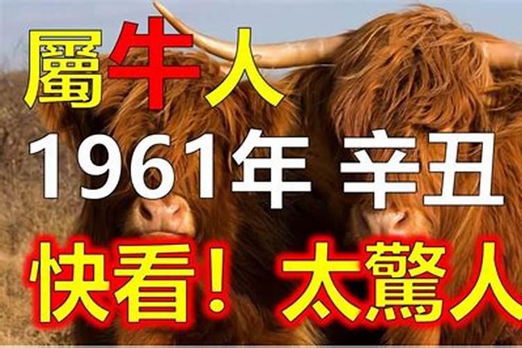 1985年属牛是什么命