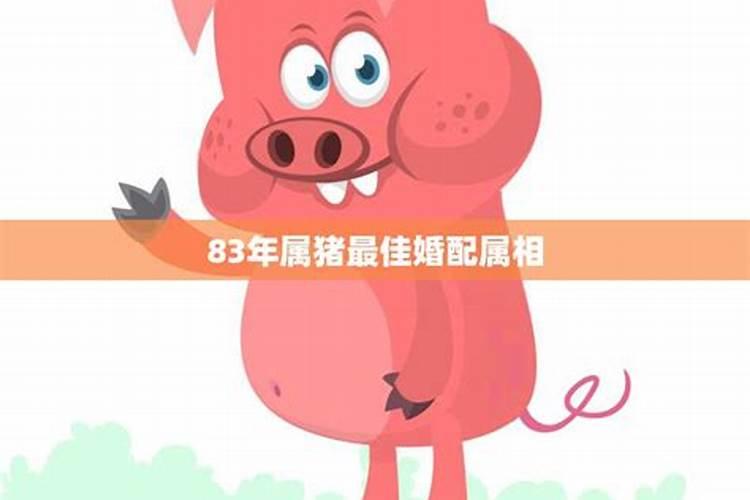 95年属猪的和什么属相最配？
