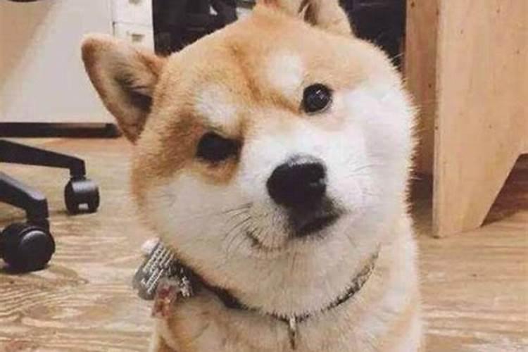 梦见狗和我一起走路的预兆