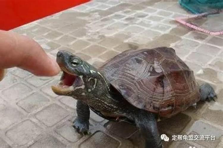 周公解梦梦见乌龟咬人是什么意思 梦见乌龟咬人好不好