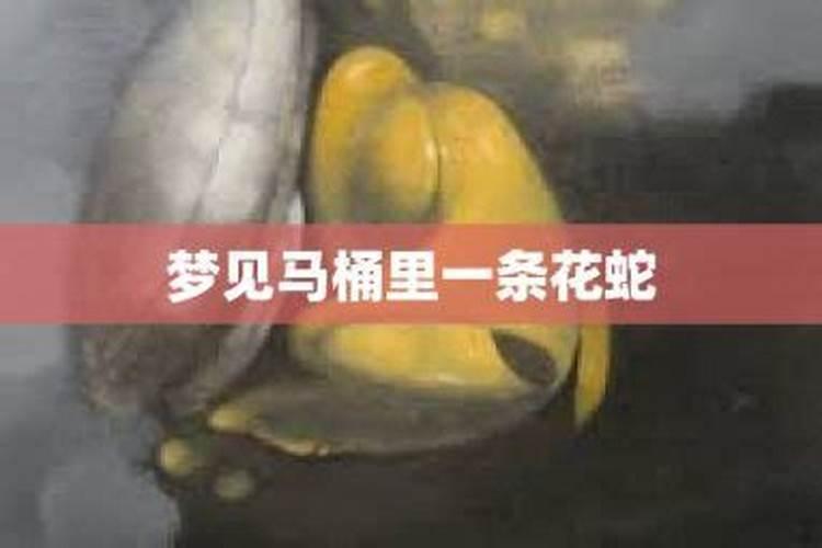 梦见卫生间有好多小鱼.连马桶里也有.怎么回事啊