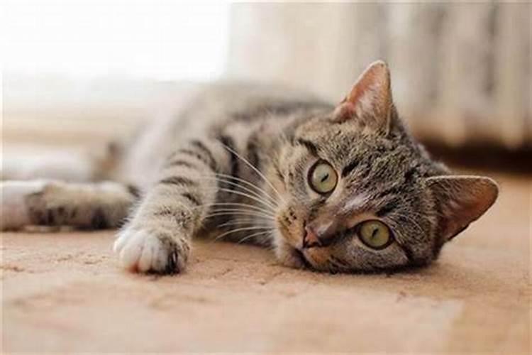 女人梦见猫咬手预兆