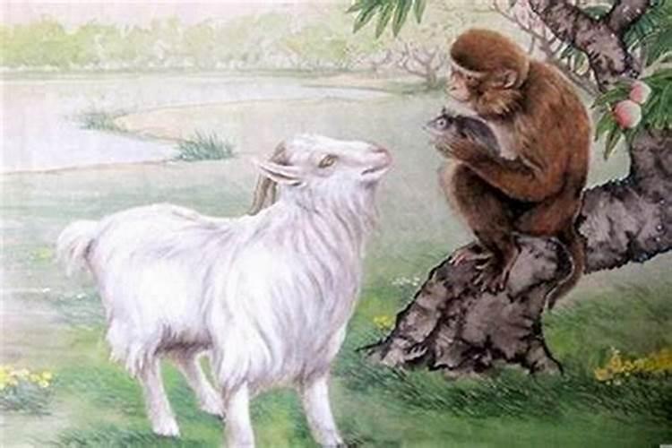羊和猴的八字合吗 属猴与羊八字合吗