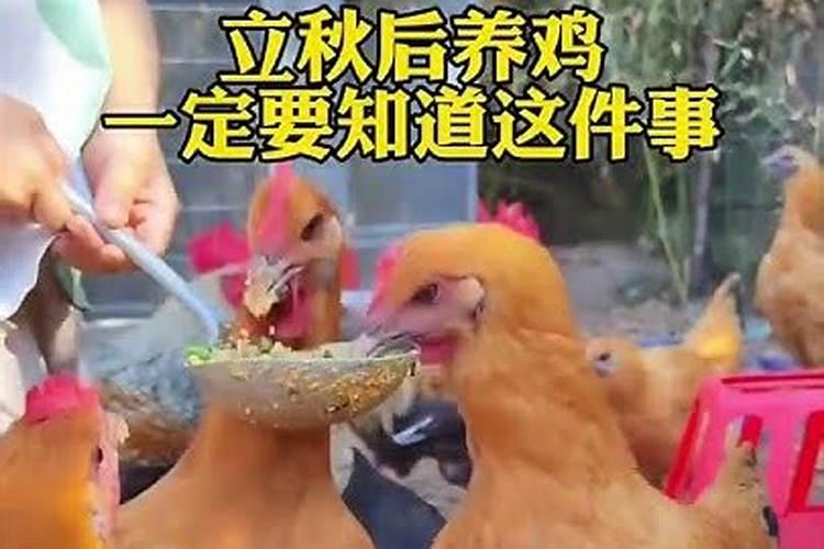 鸡脱毛的原因及防治方法
