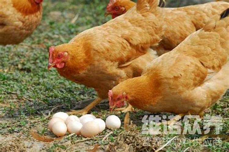 水库中,草鱼能与翘嘴鱼混养吗？
