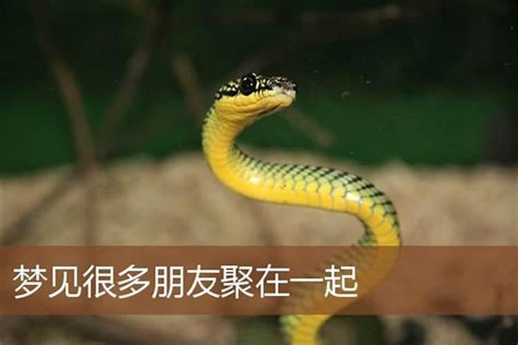 梦见两只老虎什么意思