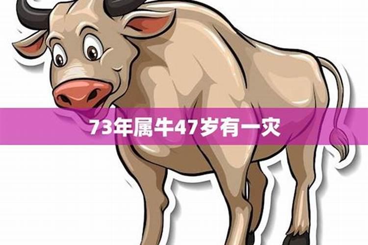 生肖牛1973年2025年运势如何 生肖牛1973年2025年全年运势