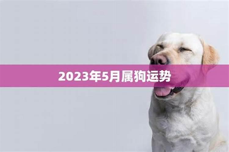 24年属狗的总体运程每月运势讲解