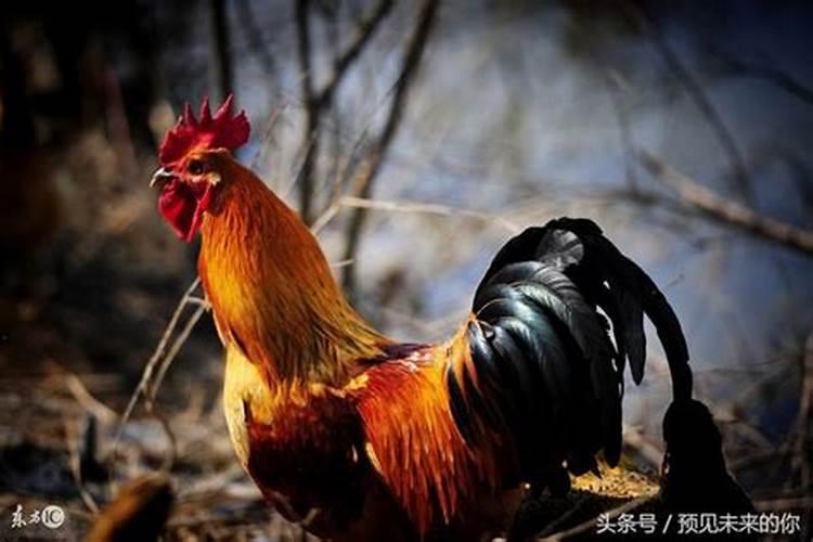 69年的鸡24年下半年运势