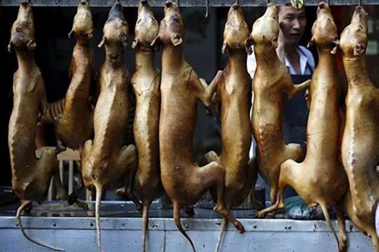 夏至是狗肉节吗 夏至吃狗肉是哪里的风俗