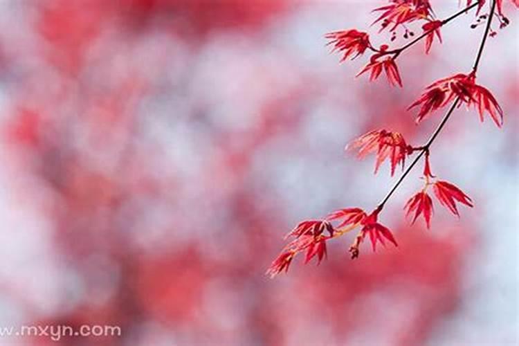 2024年阴历八月十五是几号中秋节又称什么节