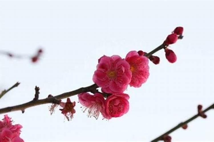 犯桃花怎么破