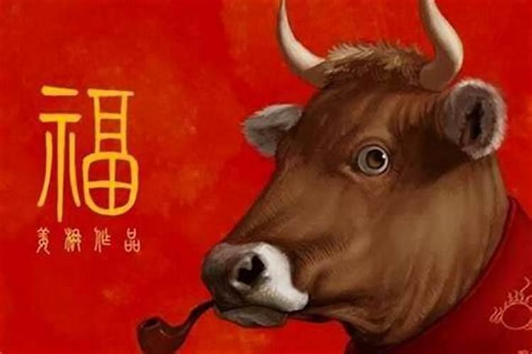 属牛腊月出生命运如何