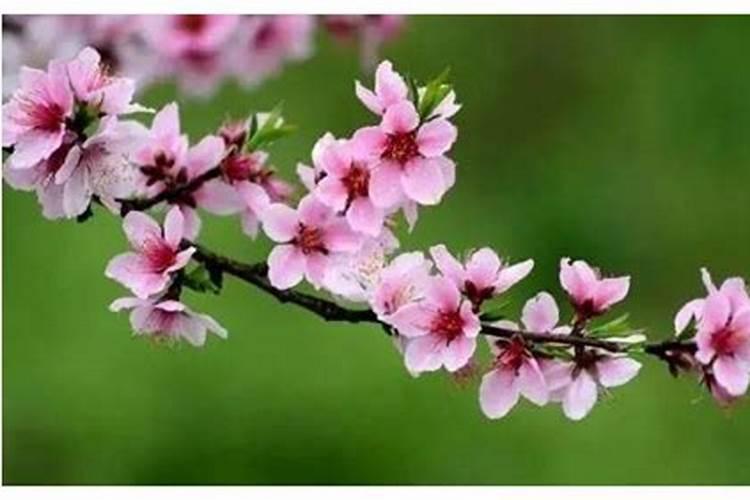 桃花煞好还是不好